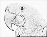 Macaw Hyacinth Parrot Lineart Hotnstock Designlooter sketch template