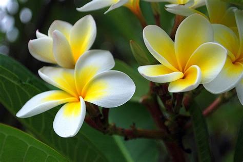 perfume shrine frequent questions differences between plumeria frangipani jasmine