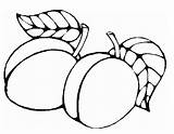 Coloring Apricot Clipart Designlooter Leaves Part Clipartbest 05kb 543px Clipartmag sketch template