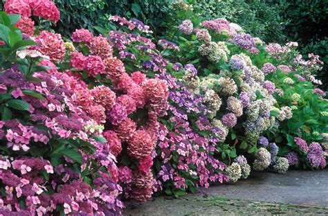 grow healthy hydrangeas