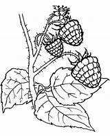 Coloring Berry Pages Fruit Ausmalbilder Obst Beeren Berries Blackberry Drawing Ausmalen Printable Raspberries Zum Gratis Fruits Früchte Und Topcoloringpages Bilder sketch template
