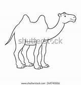 Camel Coloring Hump Book Shutterstock sketch template