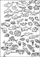 Sea Coloring Deep Pages Creatures Animals Ocean Printable Getcolorings Print Color Underwater Getdrawings sketch template