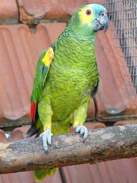 blue fronted amazon images  pinterest parakeets parrots  beautiful birds