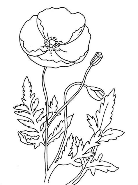 california poppy flower coloring page  flower site