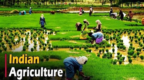 agriculture foster economic development india foundation