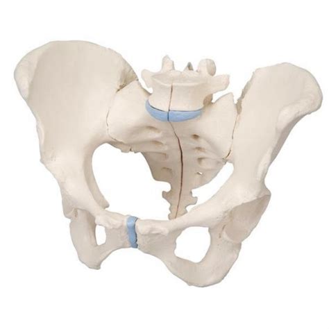 anatomical model female pelvis 3 part