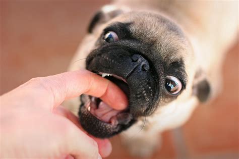 training  prevent dog bites