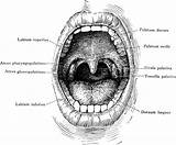 Oral Cavity Clipart Mouth Anatomy Etc Tiff Resolution Usf Edu Small Library Original Large Cliparts sketch template
