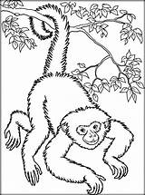 Singe Coloriage Gibbon Worksheets Primate Wetlands Tableau sketch template