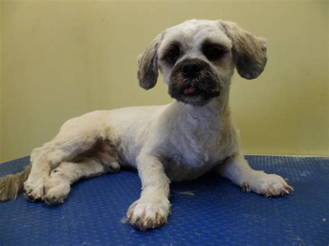 grooming  nervous lhasa apso