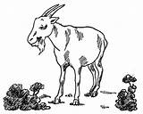 Goat Coloring Pages Garden Billy Printable Pygmy Simulator Coloringhome Goats Drawing Color Clipart Getdrawings Popular Categories sketch template