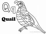 Coloring Quail Pages Popular Library Clipart Choose Board Line sketch template