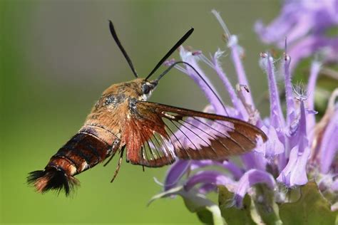 picture walks  incredible hummingbird moth south county news