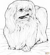 Coloring Pages Apso Dog Lhasa Printable Dogs Supercoloring Breed Drawings Animal Book Pekingese Skip Main Super sketch template