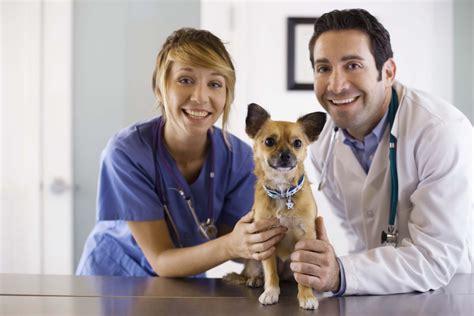 specific skills       veterinarian chroncom