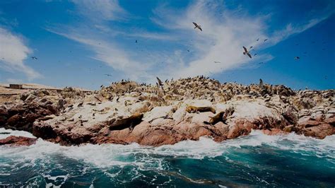 paracas  isole ballestas leoni marini pinguini  mistero