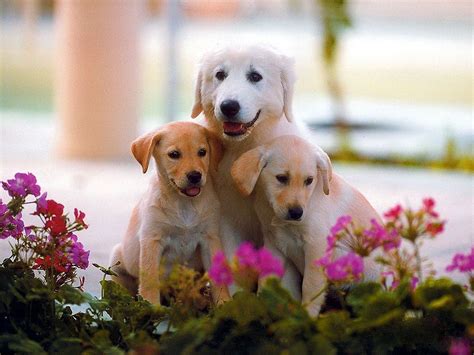 family dog wallpapers top  family dog backgrounds wallpaperaccess