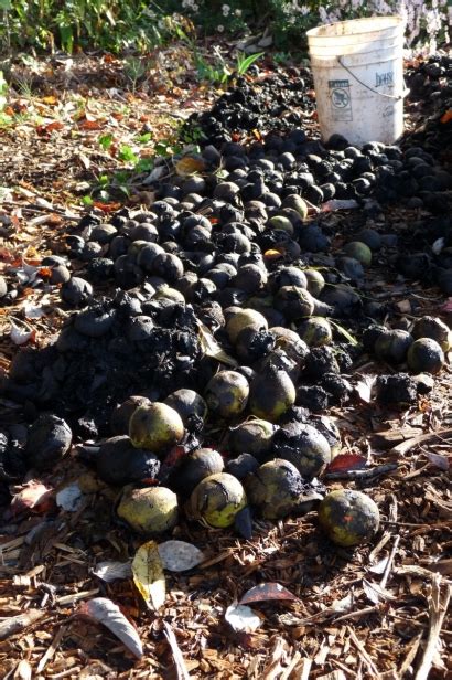 Black Walnuts A Tough Nut Worth Cracking Edible Upcountry