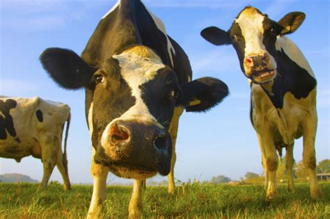 Why Do Cows Moo Kansas Farm Food