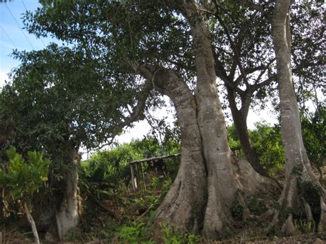 mexico daily living trees