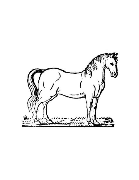 printable horse coloring pages  kids horse coloring pages
