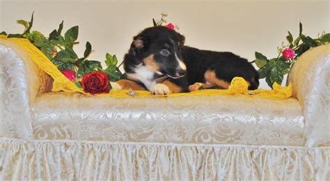 Shamrock Rose Aussies Update We Have Puppies Born 5