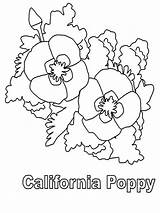 California Poppy Coloring sketch template