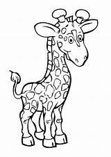 Colorare Disegni Giraffa Versione Pianetabambini Singolarmente Altri sketch template