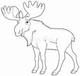 Moose Coloring Alce Coloritura Animale Fumetto Alci Vectors sketch template