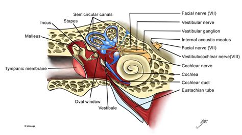 vestibular system usmle strike