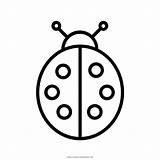 Coccinella Ladybug Mariquita Malvorlagen Stampare Página Malvorlage Ultracoloringpages sketch template