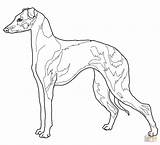 Coloring Pages Greyhound Whippet Dog Italian Hound Face Color Getdrawings Drawing Dogs Colorings Getcolorings Fascinating Dot Template sketch template