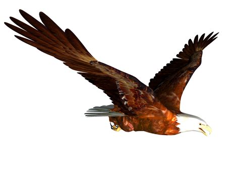 misc png eagle graphics
