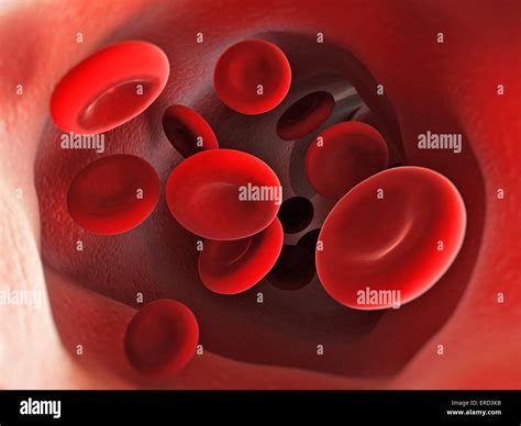 blood cells  human vein stock photo alamy