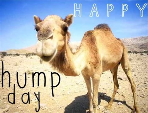 50 Beautiful Hump Day Wish Pictures And Images