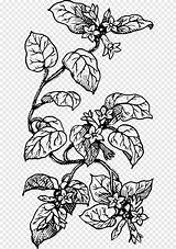 Arbutus Mewarnai Trailing Tanaman Tumbuhan Pngegg Flowering Plant Biology I2clipart Seni Berbunga Grafis sketch template