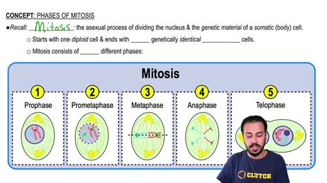 mitosis interphase prophase metaphase anaphase  telophase