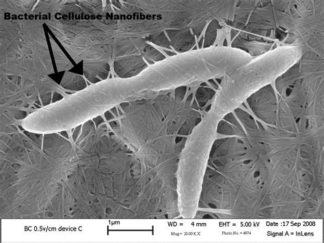 invention controls weavers  nanoscale biomaterials