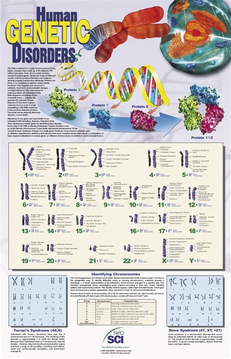Neo Sci Human Genetic Disorders Laminated Poster 23 In W X 35 In H