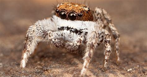 small jumping spiders illuminate physical actions  propel animals