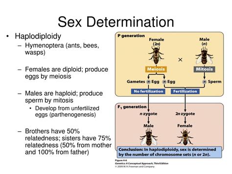 Ppt Chapter 4 Sex Determination And Sex Linked Characteristics