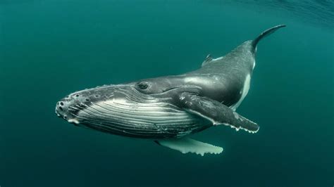 photography  underwater photography gray whale white whale sperm