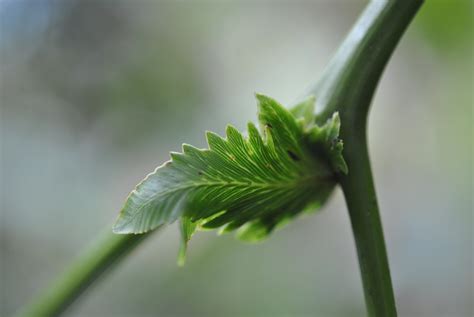 gleichenella pectinata ferns  lycophytes   world