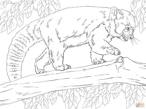 realistic red panda coloring page  printable coloring pages