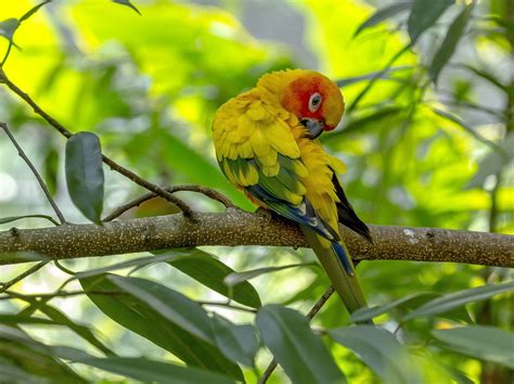 sun parakeet stanley sutton photography parakeet animals parrot