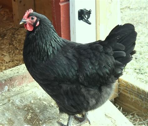 Top 20 Black And White Chicken Breeds For Backyard – The Poultry Guide