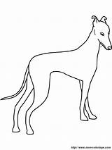 Greyhound Galgo Whippet Windhund Chien Colorear Levriero Disegno Coloriages Animali Album Cane Ausmalbild Hound sketch template