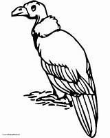 Vulture Coloring Pages Getcolorings Color Visit Printed sketch template