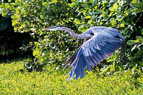 great blue heron spear fishing stephen  tabone nature photography